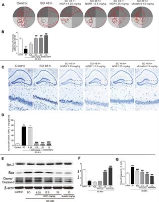 Notoginsenoside R1 Reverses Abnormal Autophagy in Hippocampal Neurons of Mice With Sleep Deprivation Through Melatonin Receptor 1A